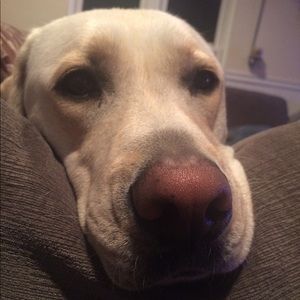 Meet your Posher, Joy